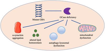 Glucocerebrosidase Mutations Cause Mitochondrial and Lysosomal Dysfunction in Parkinson’s Disease: Pathogenesis and Therapeutic Implications